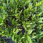 Vavrínovec lekársky (Prunus laurocerasus) ´OTTO LUYKEN´ - výška 20-40 cm, kont. C3L (-21°C)